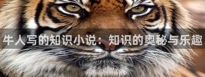 成人午夜小说网